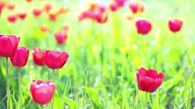 Yeşil çimenlerin üzerinde kırmızı laleler