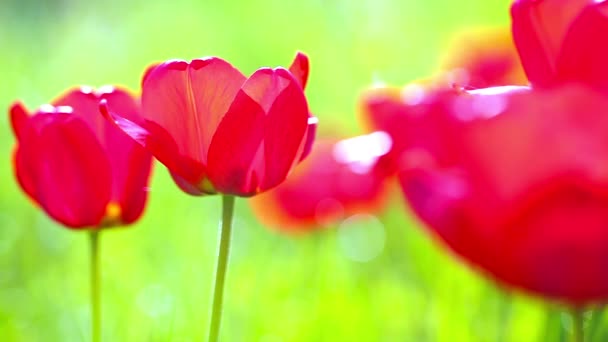 Tulipanes Rojos Sobre Fondo Hierba Verde — Vídeo de stock