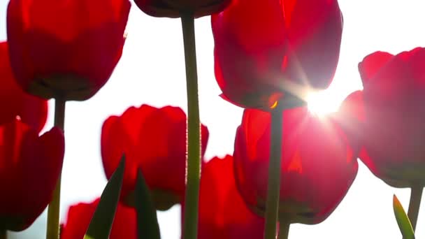 Tulipanes Rojos Sobre Fondo Hierba Verde — Vídeos de Stock