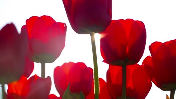 Красные Тюльпаны Фоне Зеленой Травы — стоковое видео