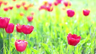 Yeşil çimenlerin üzerinde kırmızı laleler