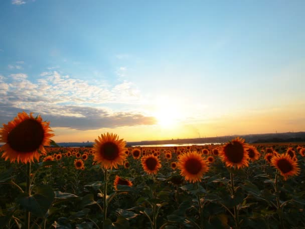 Kvetoucí Slunečnice Pozadí Západu Slunce — Stock video