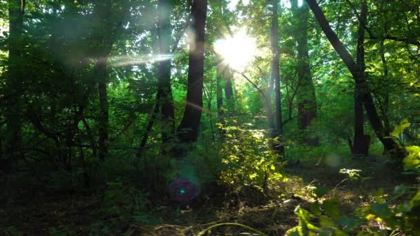 Bir Ormanda Sabah — Stok video