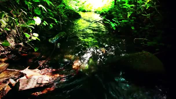 Mountain Stream Forest — Stock Video