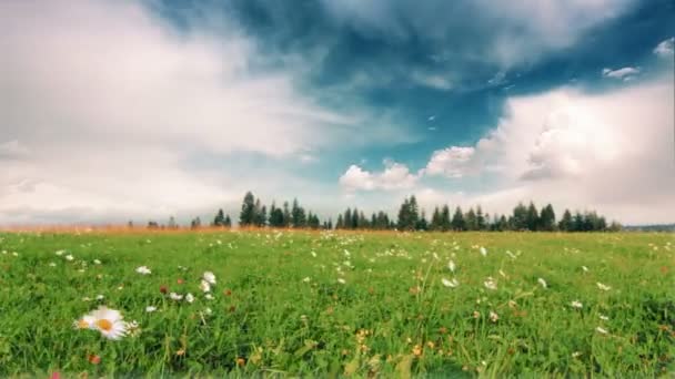 緑の草やヒナギクの草原 タイムラプス — ストック動画