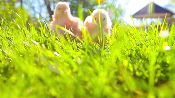 Kleine Hühner Grünen Gras Einem Korb — Stockvideo