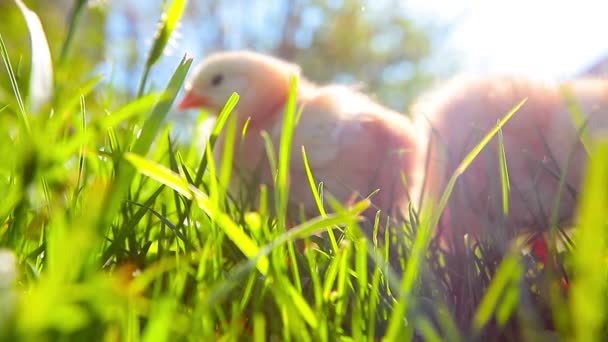 Kis Csirke Egy Kosárban Egy Zöld Fűben — Stock videók