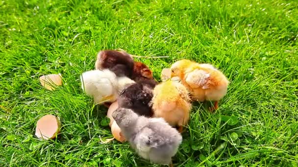 Kleine Kippen Een Groen Gras Een Mandje — Stockvideo