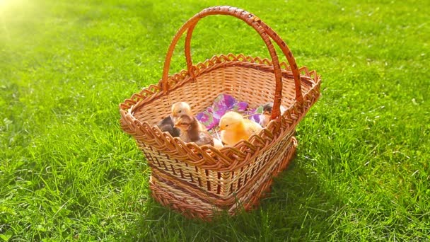 malá kuřata v zelené trávě v košíku