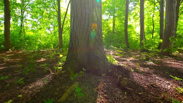 Morgen Einem Wald — Stockvideo