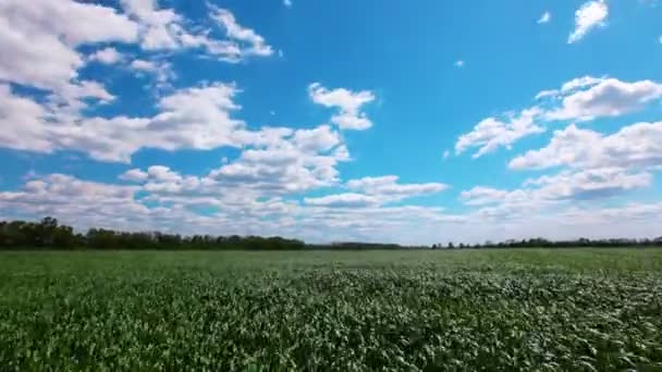 緑の野と曇りの空 — ストック動画