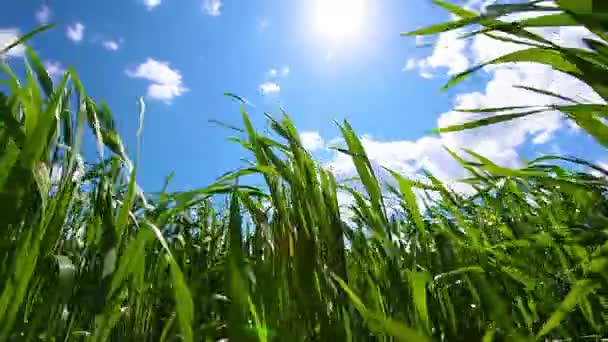 Grönt Fält Och Molnigt Himmel — Stockvideo