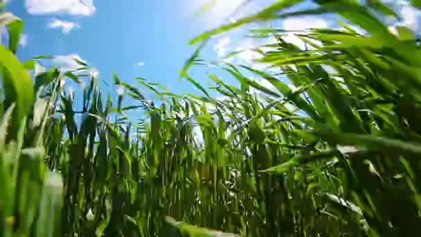 Green Field Cloudy Sky — Stock Video