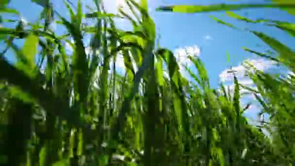 Campo Verde Cielo Nuvoloso — Video Stock