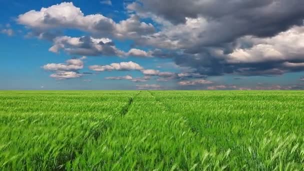 Campo Verde Cielo Nublado — Vídeo de stock