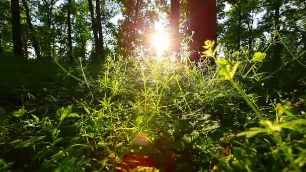 Manhã Floresta — Vídeo de Stock