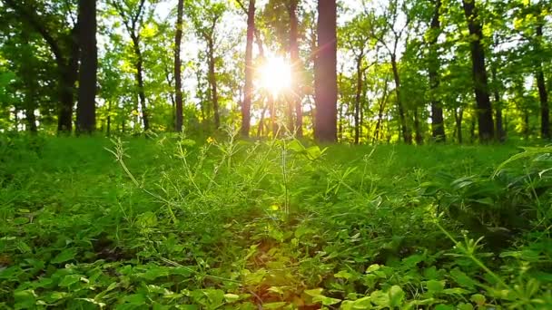 Manhã Floresta — Vídeo de Stock