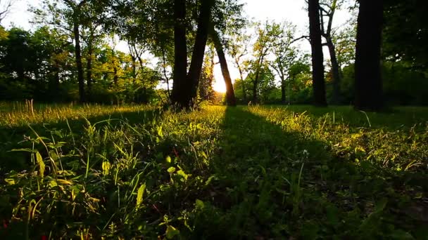 Πρωί Στο Δάσος — Αρχείο Βίντεο