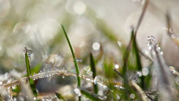 Dauwdruppels Een Groen Gras — Stockvideo