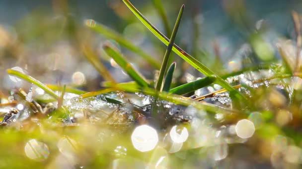 Dauwdruppels Een Groen Gras — Stockvideo