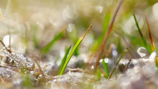 Dauwdruppels Een Groen Gras — Stockvideo