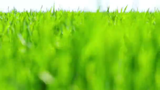 Campo Hierba Verde Macro — Vídeo de stock