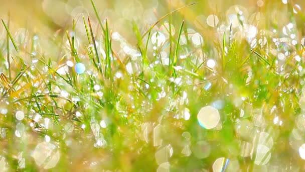 绿草上的一滴露珠 — 图库视频影像
