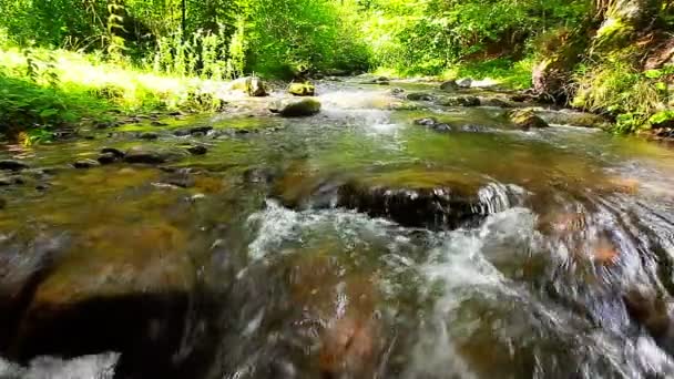 Córrego Montanha Floresta — Vídeo de Stock
