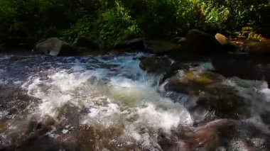 Ormandaki dağ deresi