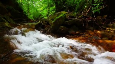 Ormandaki dağ deresi