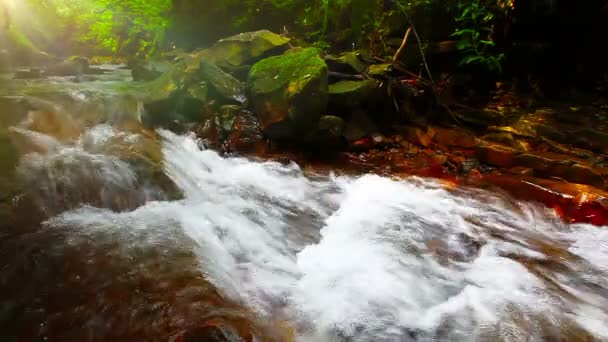 Mountain Stream Forest — Stock Video