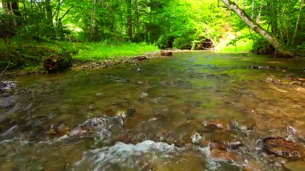 Ruisseau Montagne Dans Forêt — Video