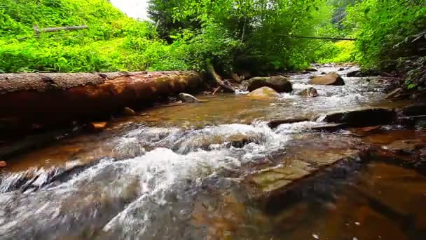 Fjällbäck Skogen — Stockvideo