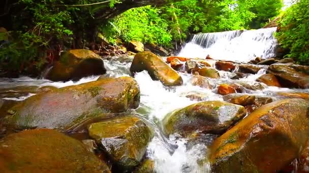 ruisseau de montagne dans la forêt