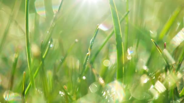 gouttes de rosée sur une herbe verte