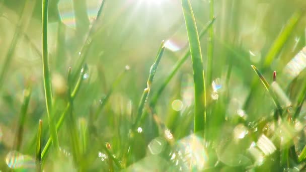 Dauwdruppels Een Groen Gras — Stockvideo