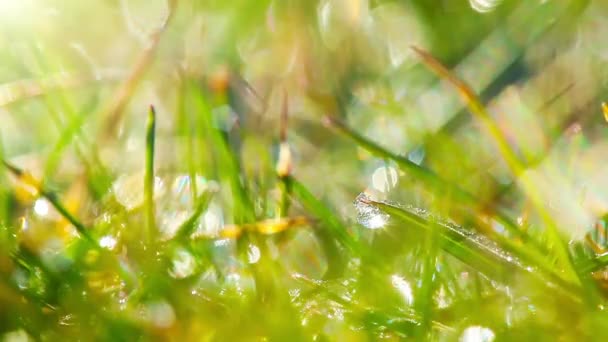 Tautropfen Auf Grünem Gras — Stockvideo