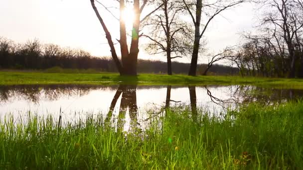森の中の朝 太陽の光は木や緑の草を通り — ストック動画