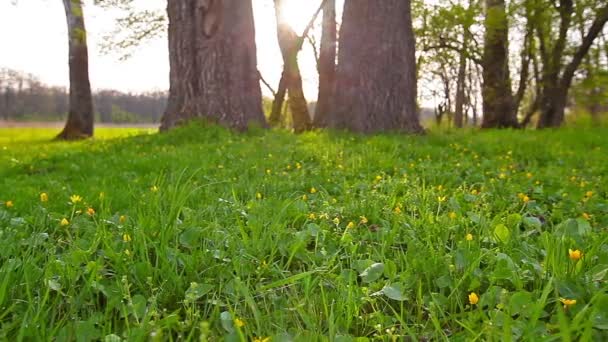 Утро Лесу Солнечные Дожди Проходят Сквозь Деревья Зеленую Траву — стоковое видео