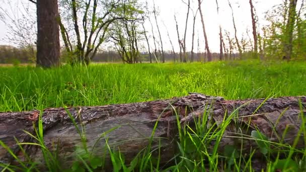 Mañana Bosque Los Rayos Del Sol Pasan Través Árboles Hierba — Vídeo de stock