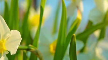 Bu sabah bahçede nergis çiçek