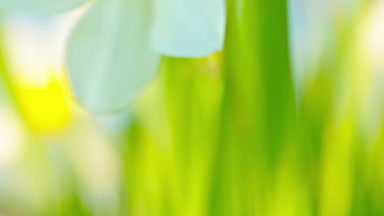 Bu sabah bahçede nergis çiçek