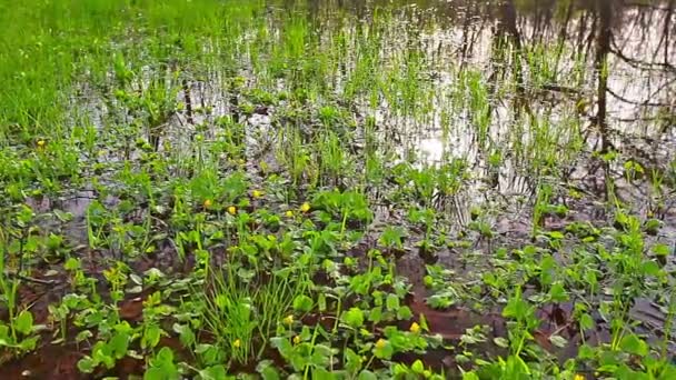 Morgen Wald Sonnenstrahlen Durchdringen Bäume Und Grünes Gras — Stockvideo