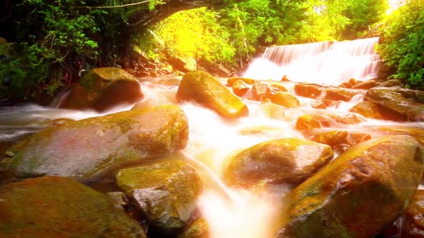 Ruisseau Montagne Dans Forêt — Video