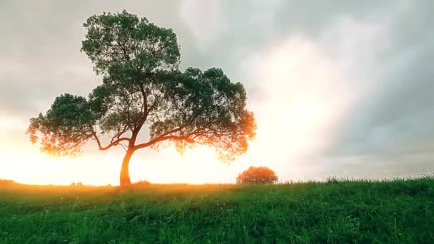 Groene Weide Bewolkte Lucht — Stockvideo