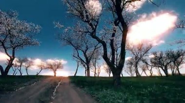 bahar manzara. çiçekli ağaçlar.