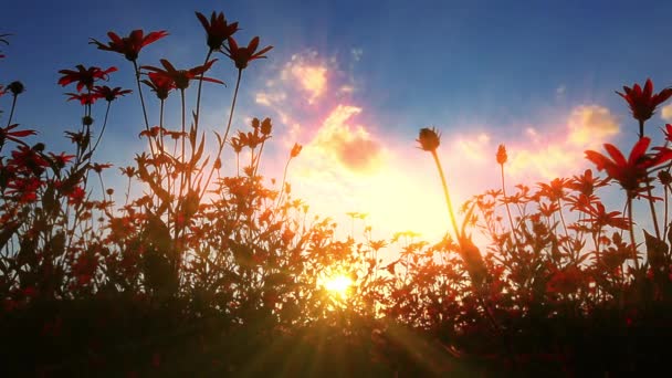 Kwitnące Dzikie Kwiaty Zachodzie Słońca — Wideo stockowe