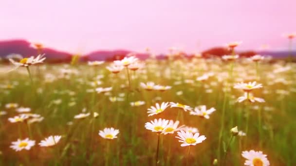 Summer Landscape Field Blooming Daisies — Stock Video