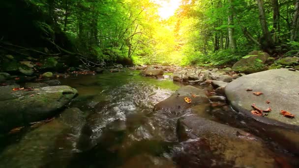 Ruisseau Montagne Dans Forêt — Video