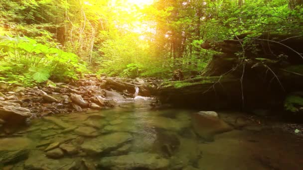 Ruisseau Montagne Dans Forêt — Video